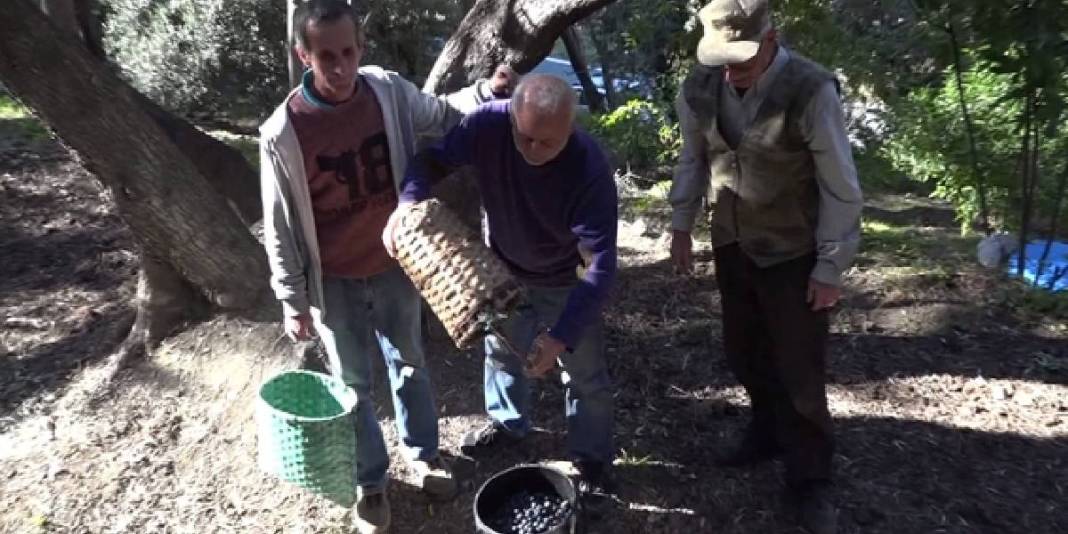 Çin’den ödüllü zeytinde hasat vakti geldi! Kilosu 400 TL’den satılıyor: 12 metre yükseklikten özenle toplanıyor 5